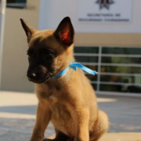 2019-04/PATRULLA CANINA (2).jpeg