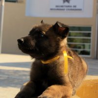 2019-04/PATRULLA CANINA (4).jpeg