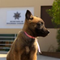 2019-04/PATRULLA CANINA (5).jpeg