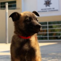 2019-04/PATRULLA CANINA (6).jpeg