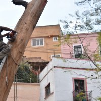 2020-01/ARBOLES CANTADOR (3).jpeg